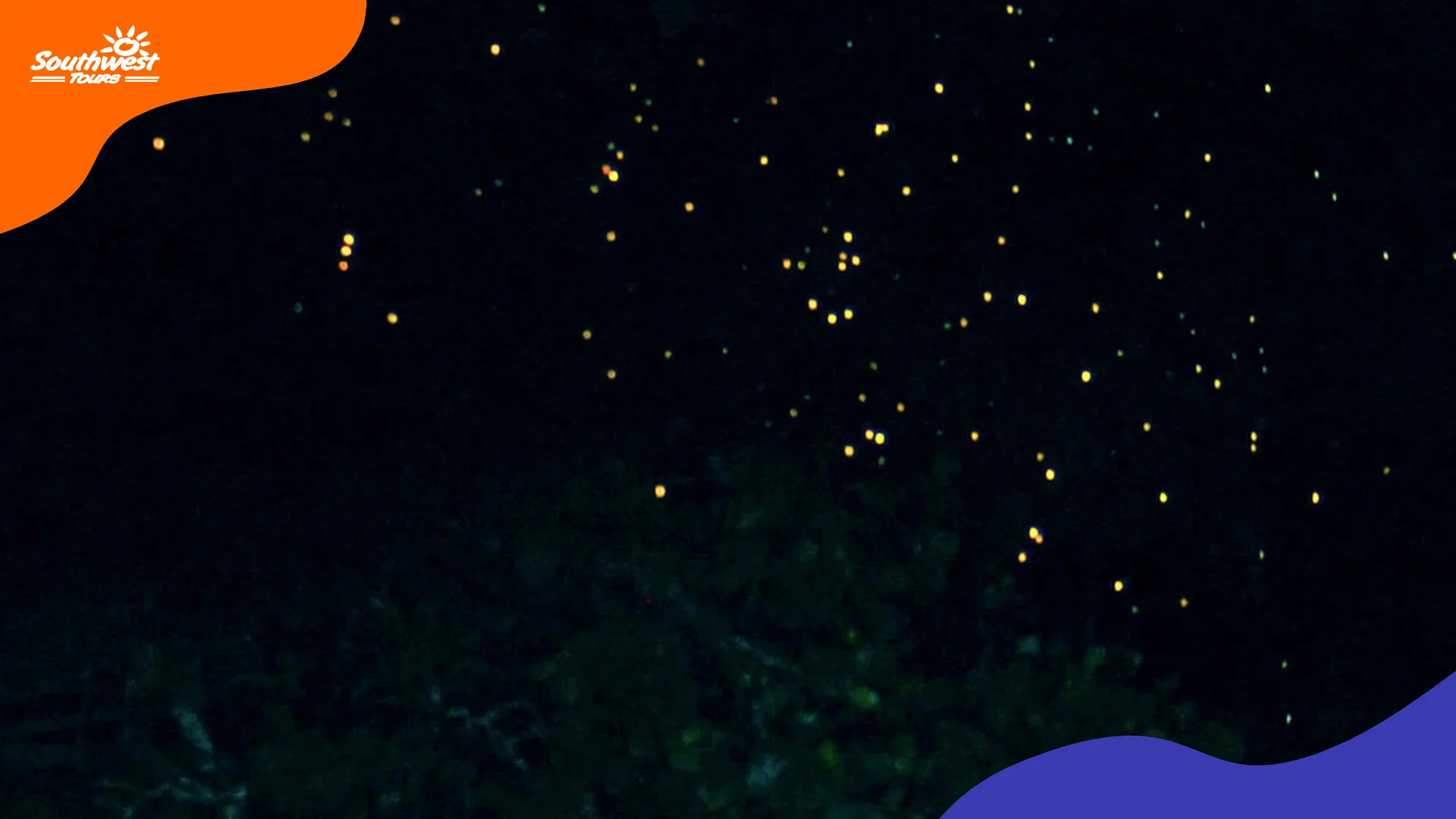 Firefly Watching 2